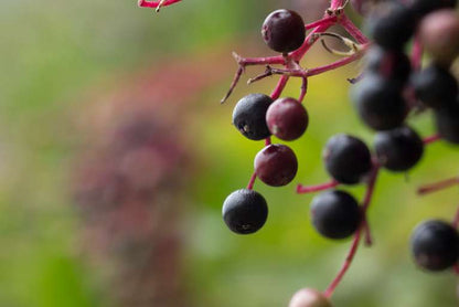 Elderberry & Echinacea